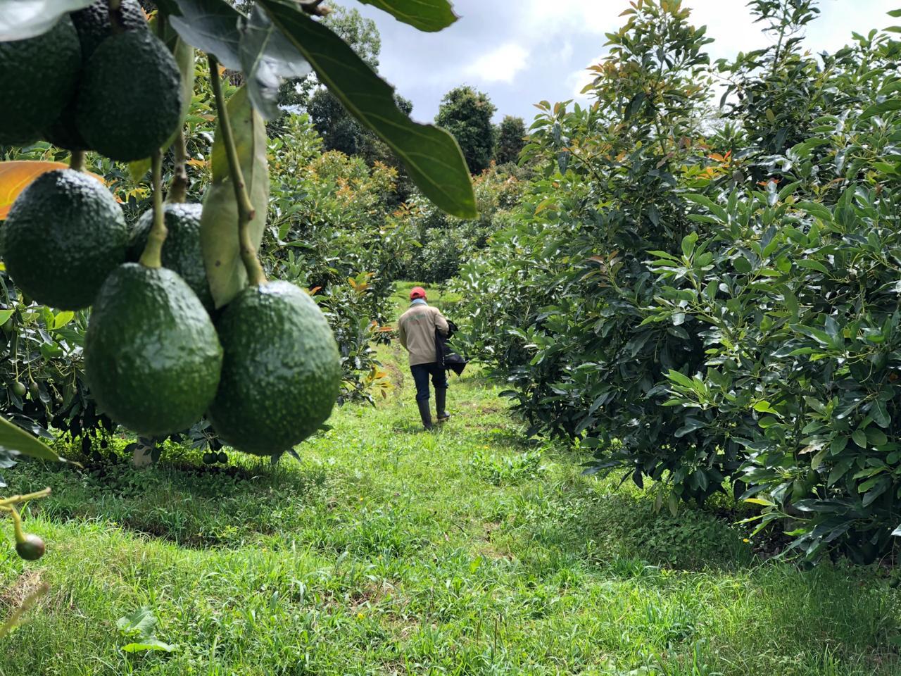 Colombia Avocado Board - Meet The Colombia Avocado Board