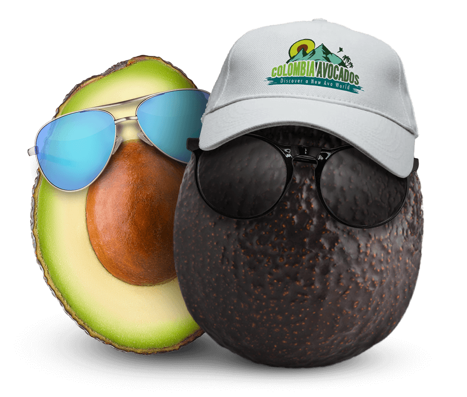 A Colombian worker transfers fresh avocados from a mesh bag into a