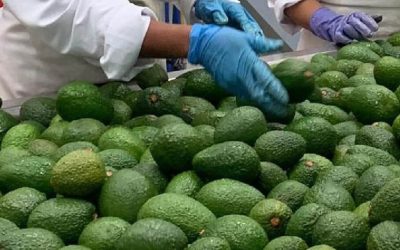 Colombia Avocado Board Debuts New Brand