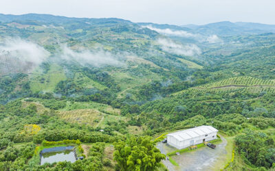 Colombia Avocado Puts Up Triple Digit Growth as Travesia Winds Down