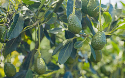 Colombia Avocados Continued Growth Presents More Opportunities for US Retailers