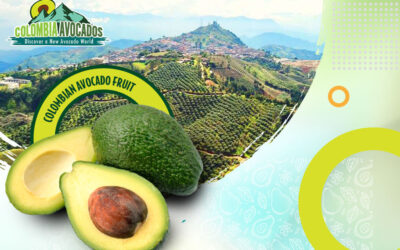 Colombia Avocados Releases New Handling Guide for South American Fruit