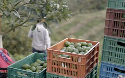 Colombia Avocados Continue to Grow in U.S. Market Presence