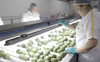 Colombia Avocados Anticipate Significant Volume Growth in Q4